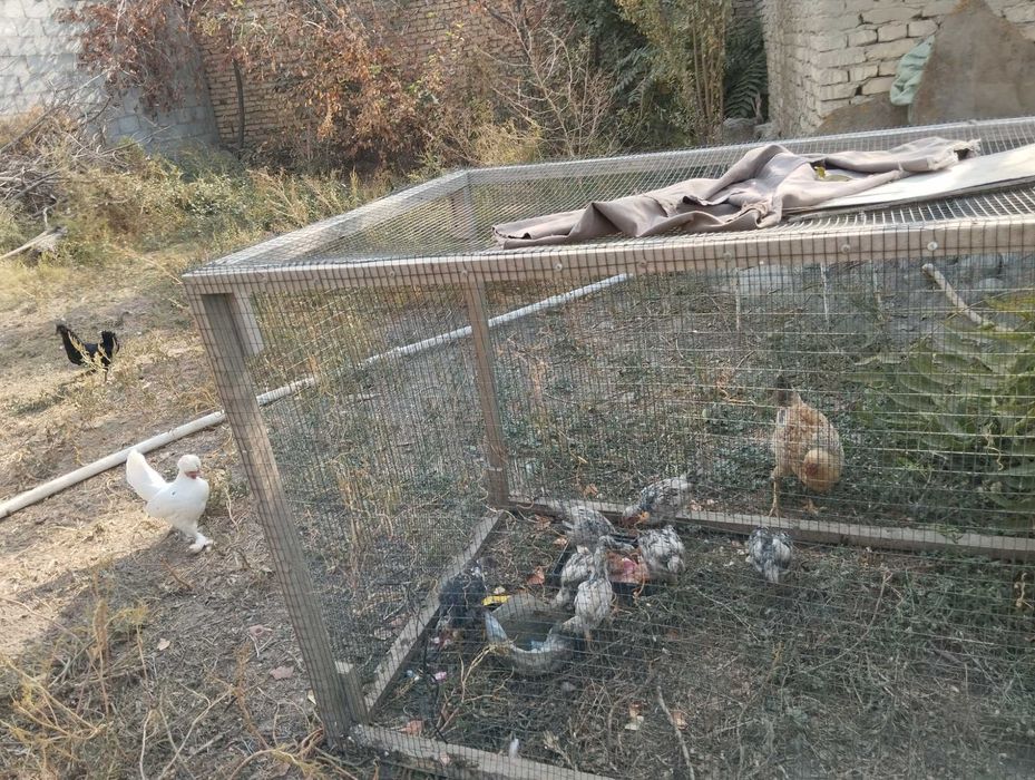 Yaponka .kulangi tovuq xoroz jujalar sotiladi