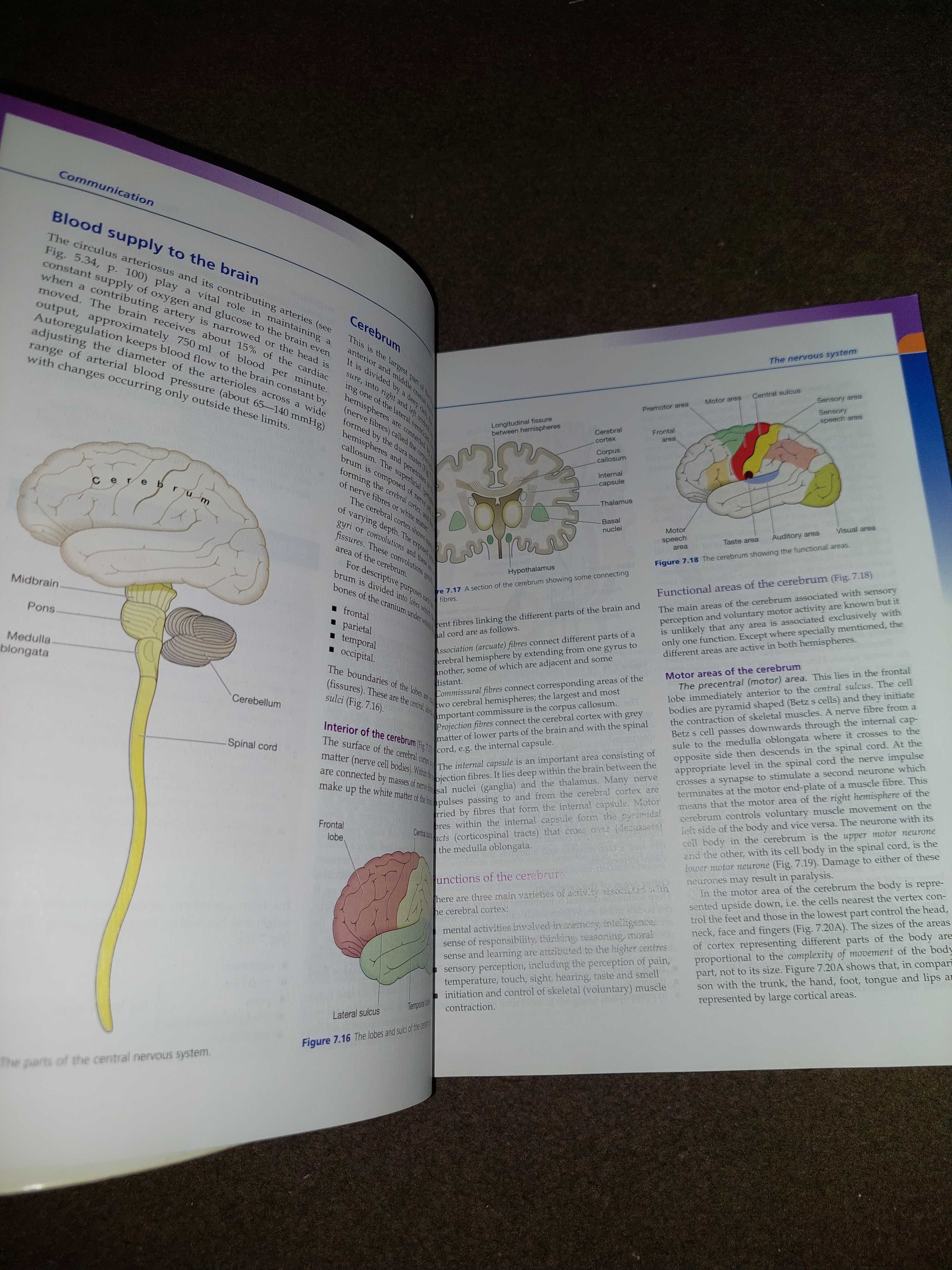 Anatomy and physiology