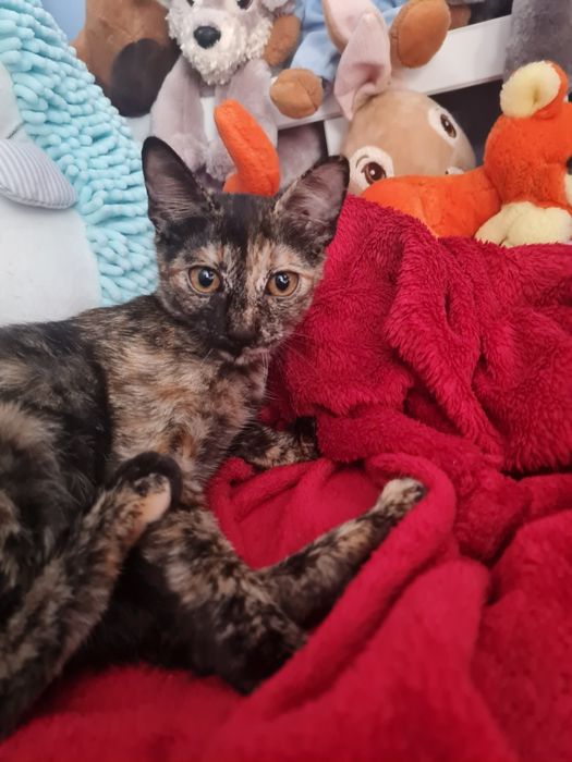 Женско костенурково коте търси дом