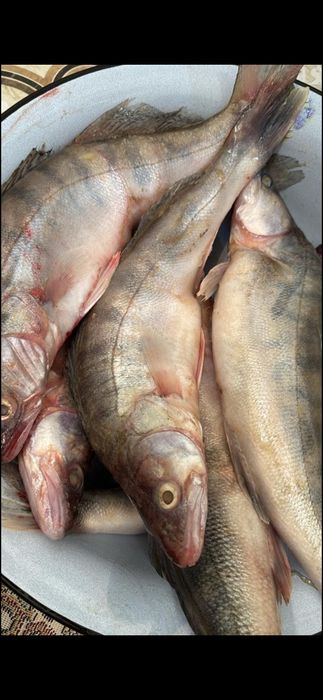 Судак 1000 теңге.Мұздатылған