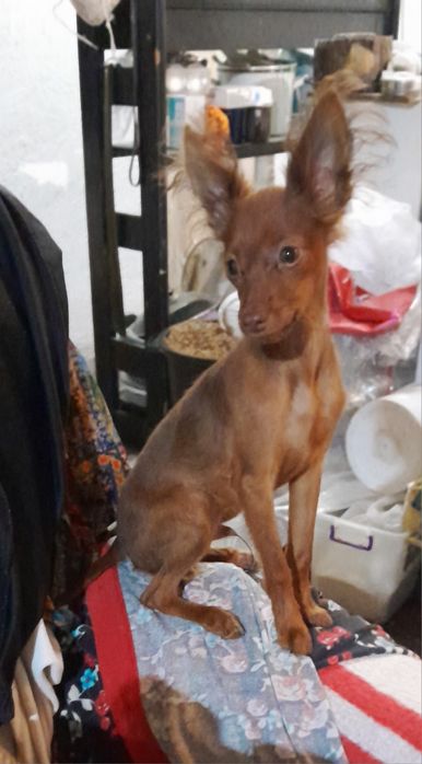 Продам щенков русского той терьера