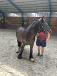 Pereche de manji gipsy vanner tinker originalu