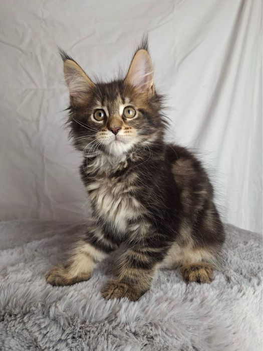 Maine coon femela