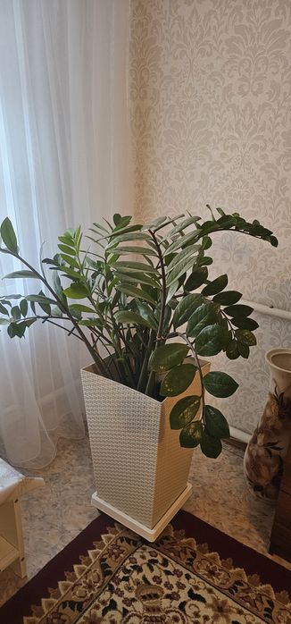 Продам комнатные цветы
