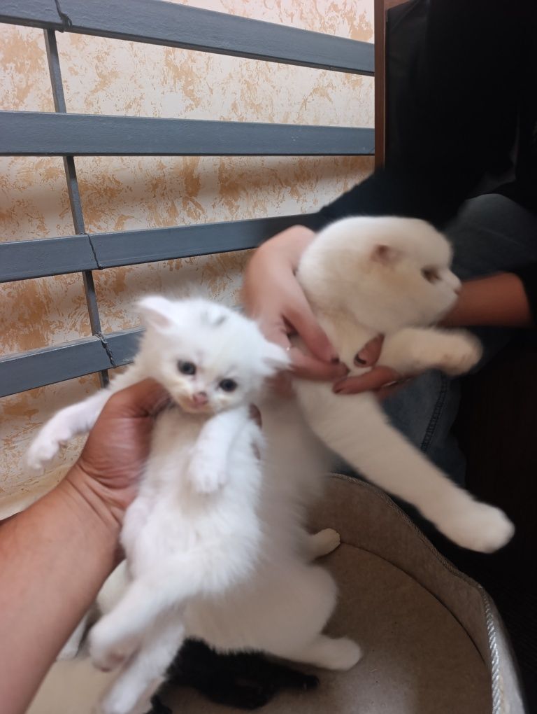 Skotich Fold bolari Sotiladi 3ta bolasi bor Rangi oq Qora