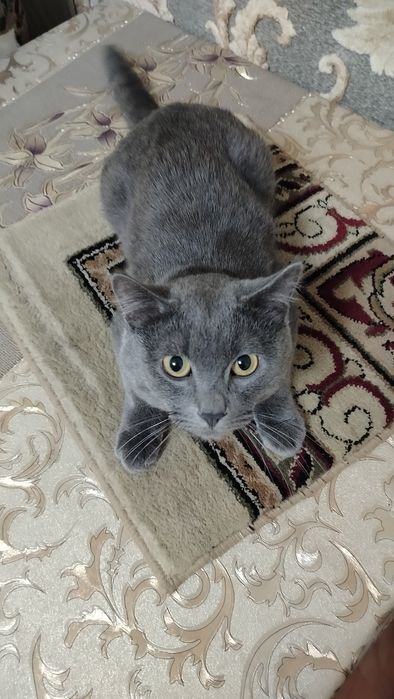 Отдам в хорошие руки