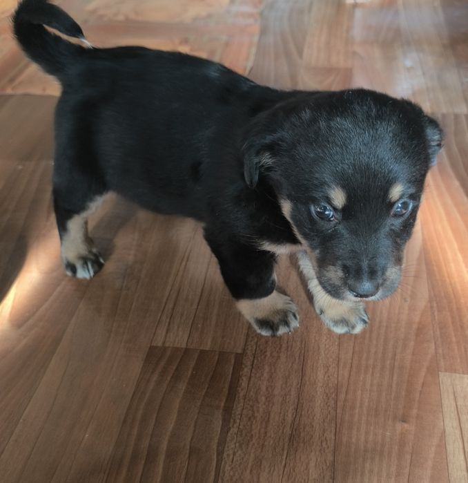 Щенок, бесплатно