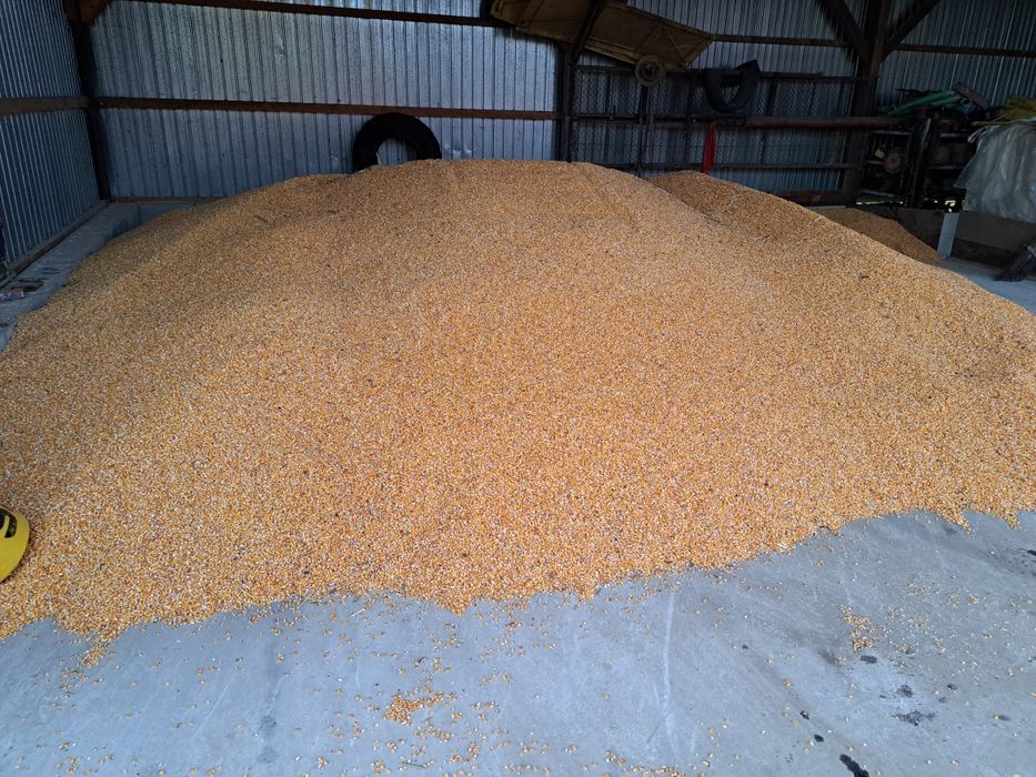 Porumb boabe 2025 , grau , floarea soarelui , ovaz , orz , orzoaica