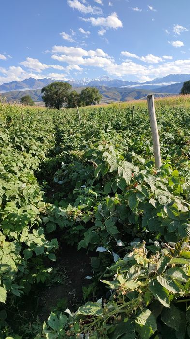 Продам землю один гектар крестьянский хозяйства