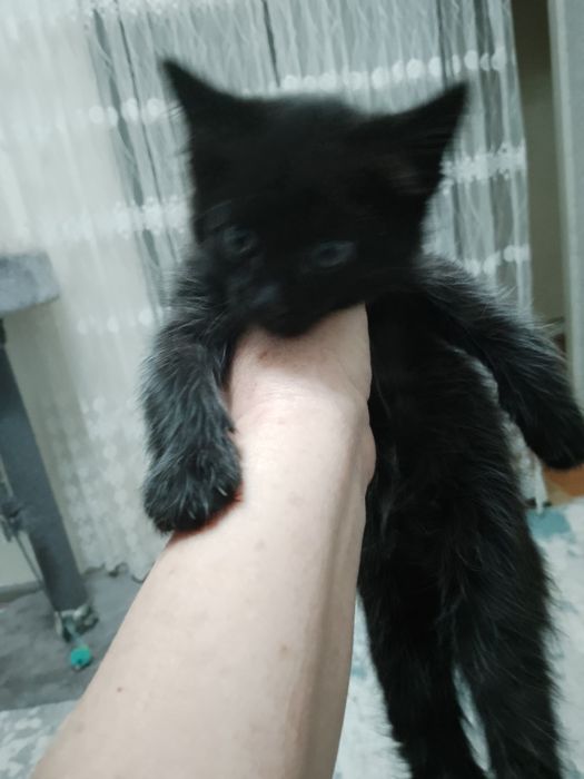 Милая, добрая кошечка.