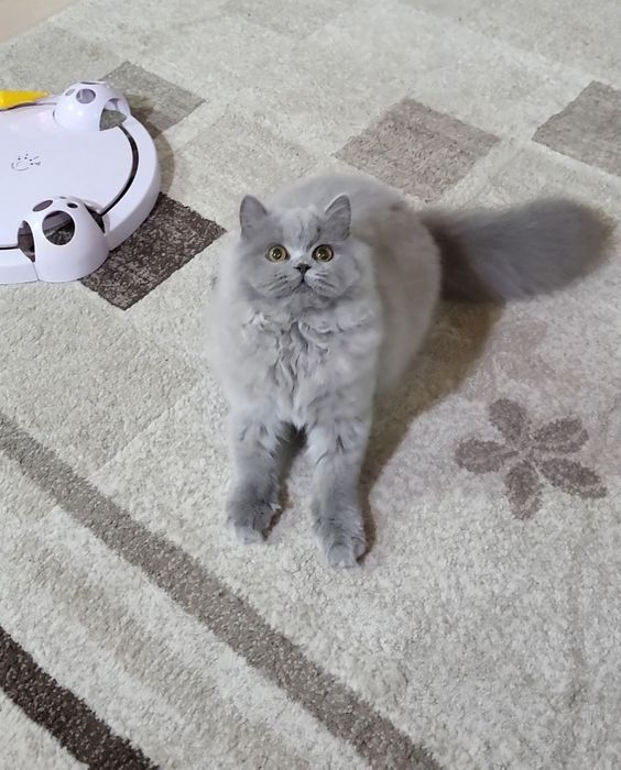 British longhair blue