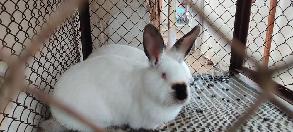 Quyonlar sotiladi. Продаются кролики!