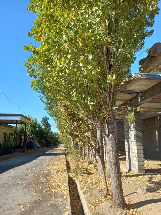 Срочно сотилаоти тррак бор