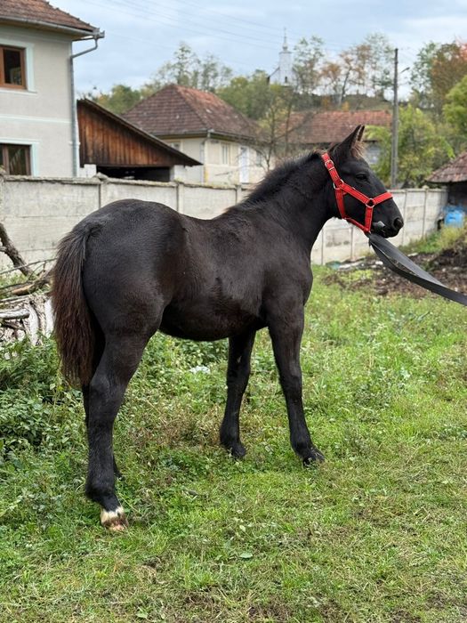 Vând mânz armăsar