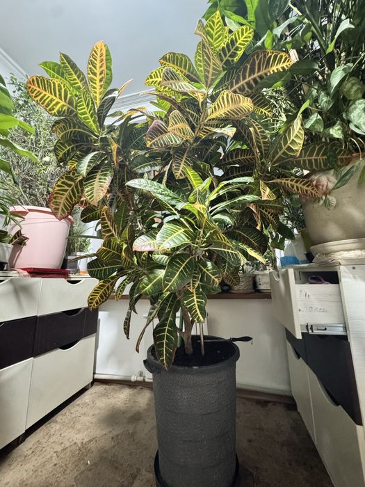 Комнатное растение Кратон 1,7метра