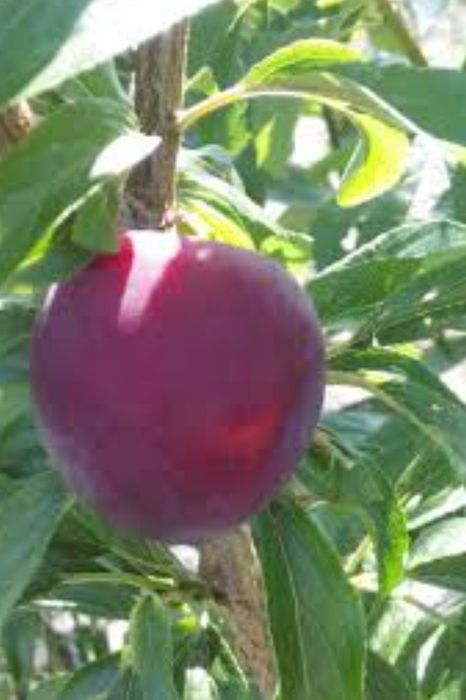 Prun Soiul ( SANTA ROSA)