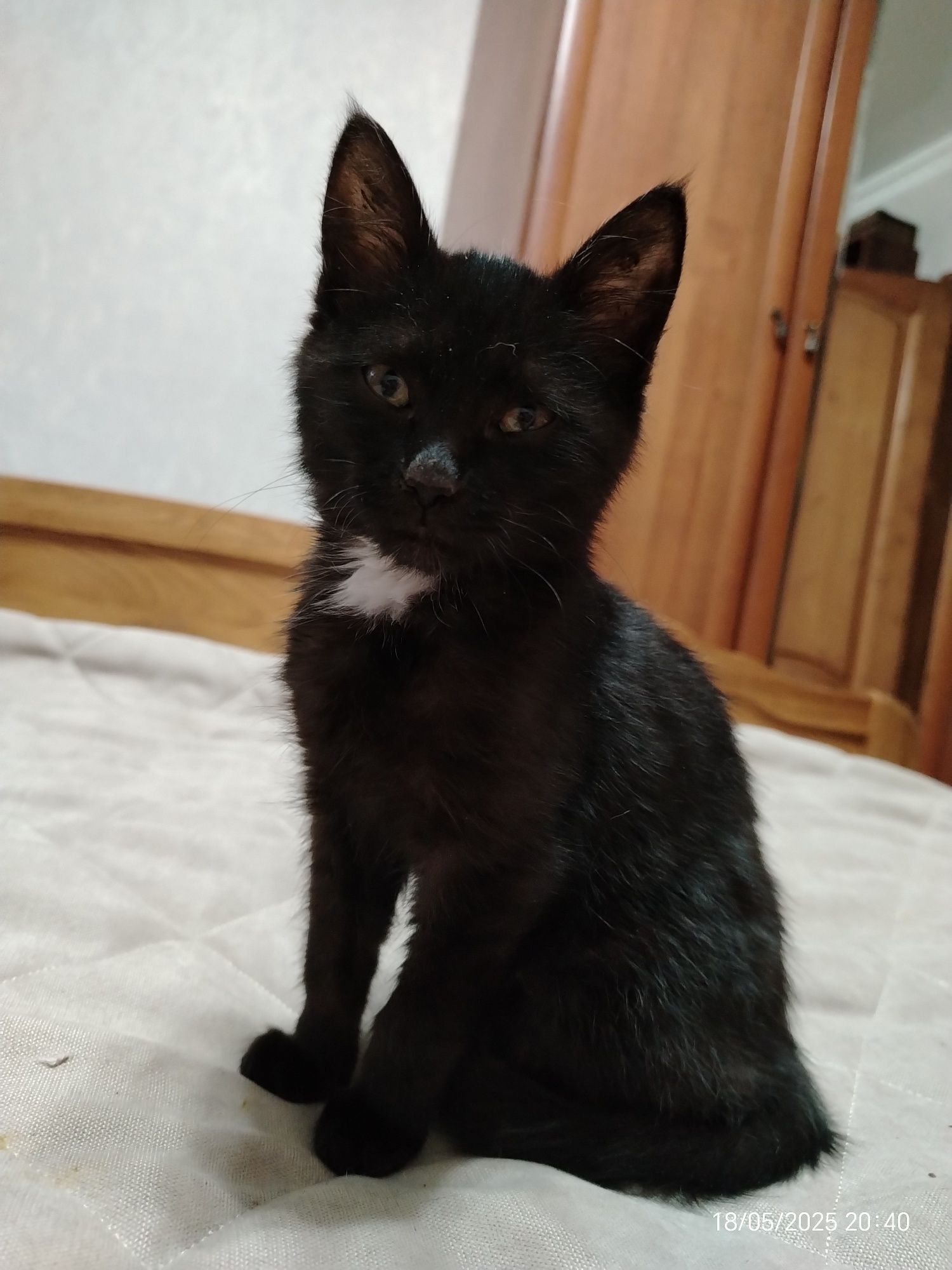 Мальчик красавчик Босс 3 мес. В любящую, ответственную семью.