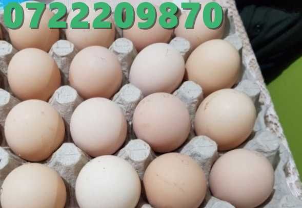 oua pentru incubat rasa australorp /oua australorp /australorp