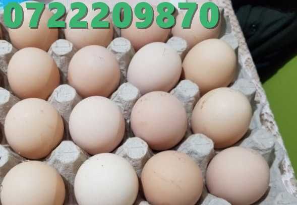 oua pentru incubat rasa australorp /oua australorp / pui australorp