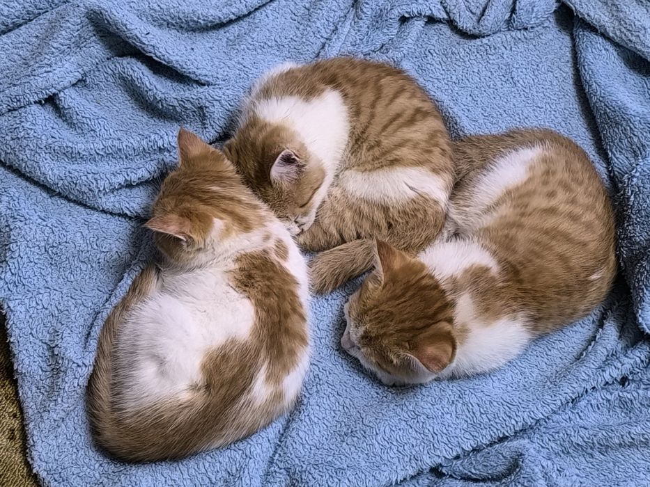 Отдаем милых рыжих котят в добрые руки