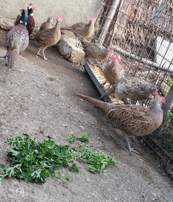 De vanzare fazani crescuți de mine.