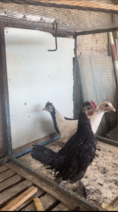 японская курица.