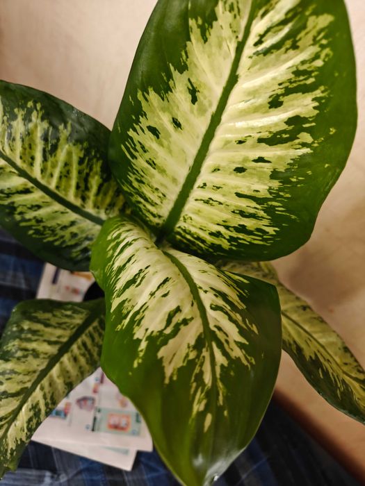 Диффенбахия. Комнатное растение.