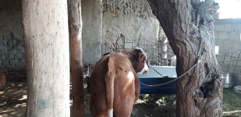 Gibrid buqa boqishga tayyor 6 oylik