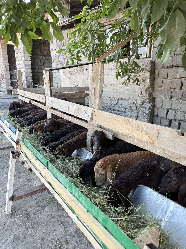 Кучкор кузи барра
