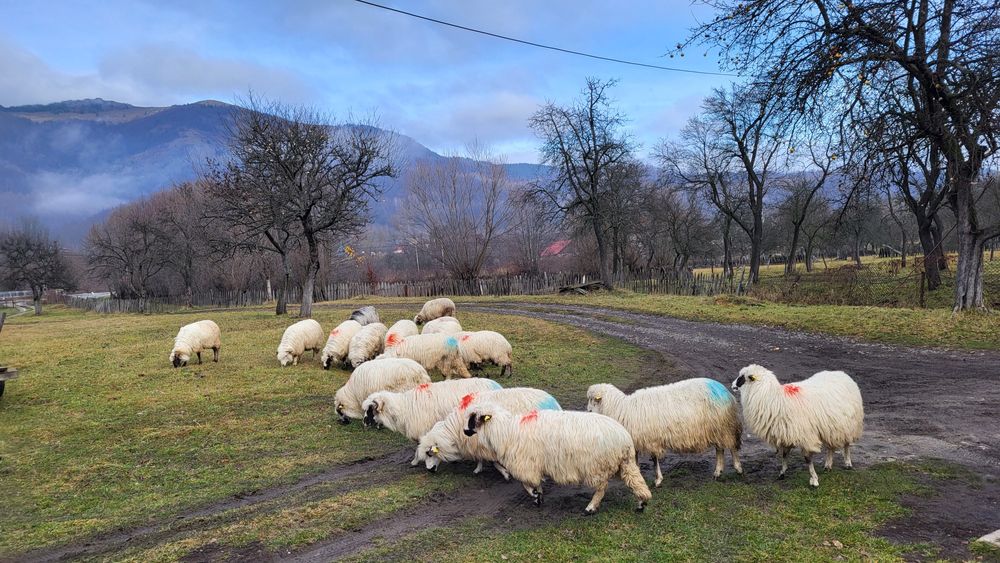 Oi de vanzare 16 bucati. 600 de lei buc.