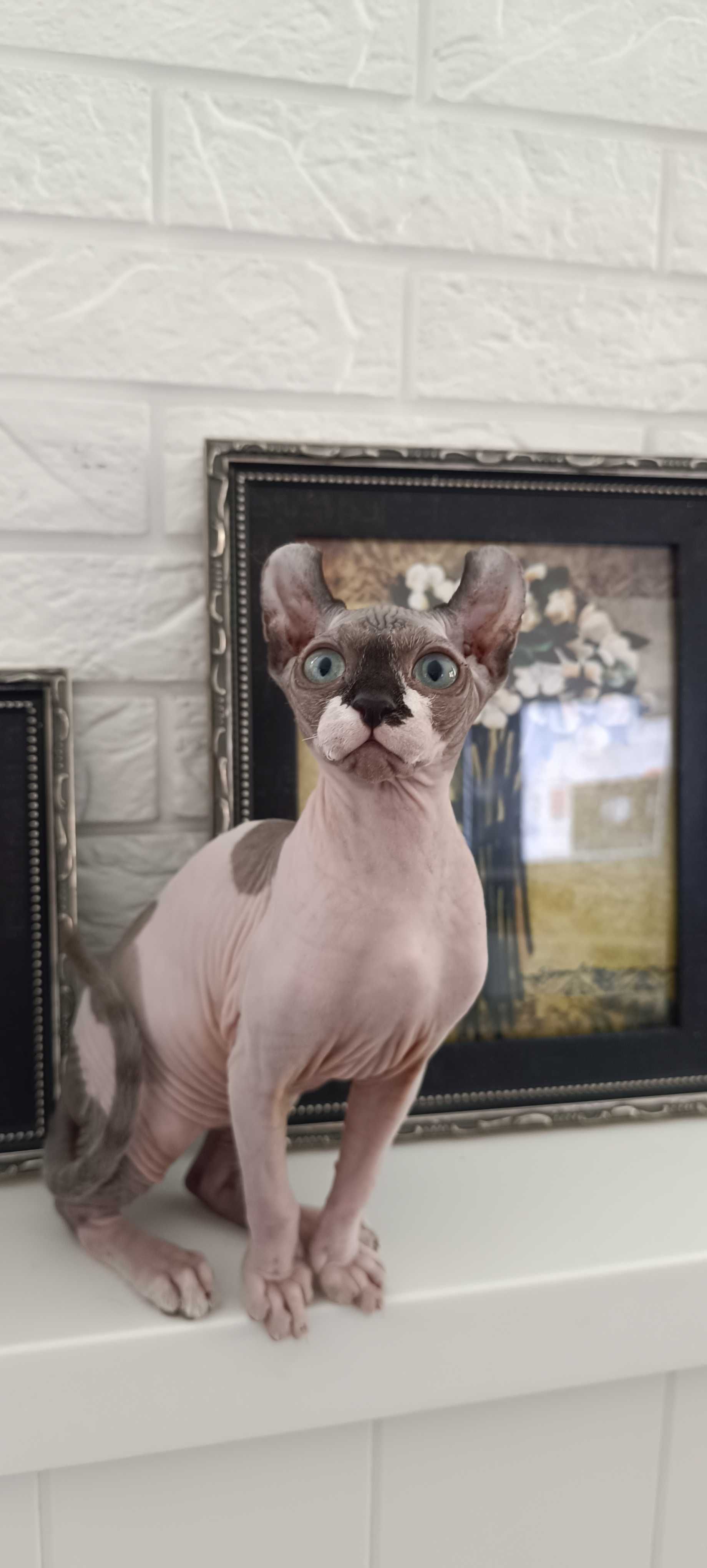 Бронь на котят сфинкс Эльф