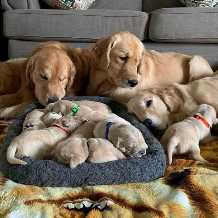 Голдън ретривър игрив сладур момче