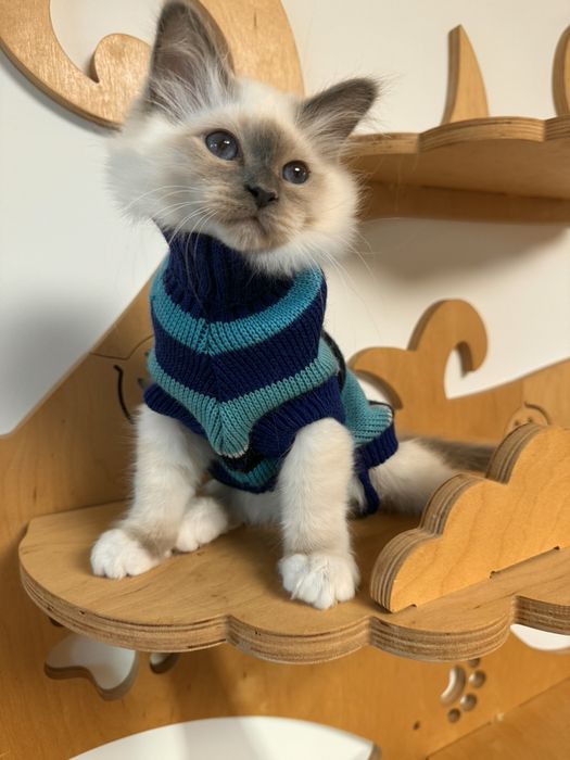 Бирманска Котка -единствена в България