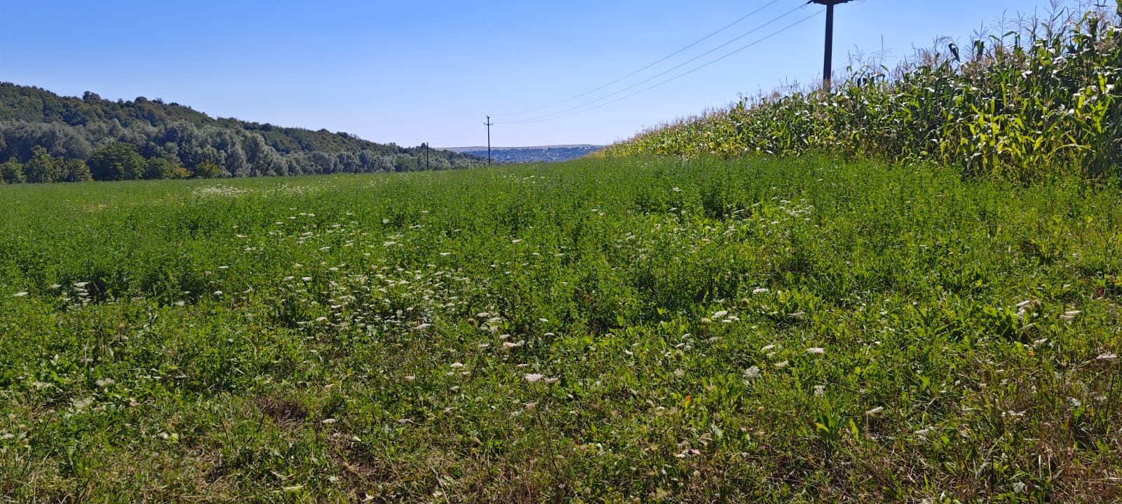 Teren intravilan de vanzare - Patrauti, Suceava