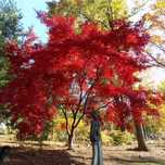 Artar Japonez Red Rubyn