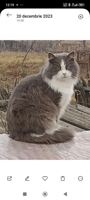 Pisicuți metis Siberian
