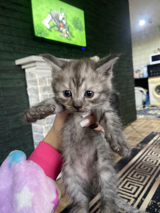 Продается котенок скотиш страйт