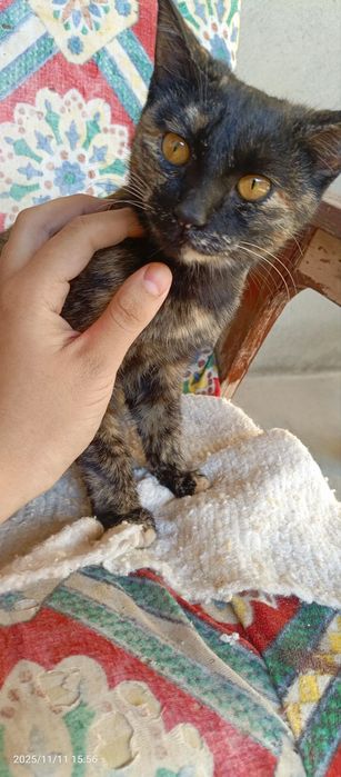 mushuk bolasi 7 oylik