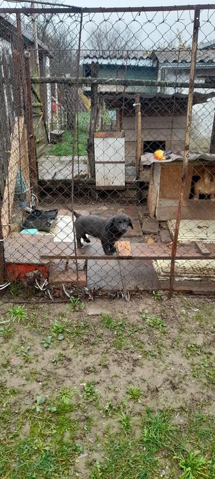 Donez o catelusa de talie medie