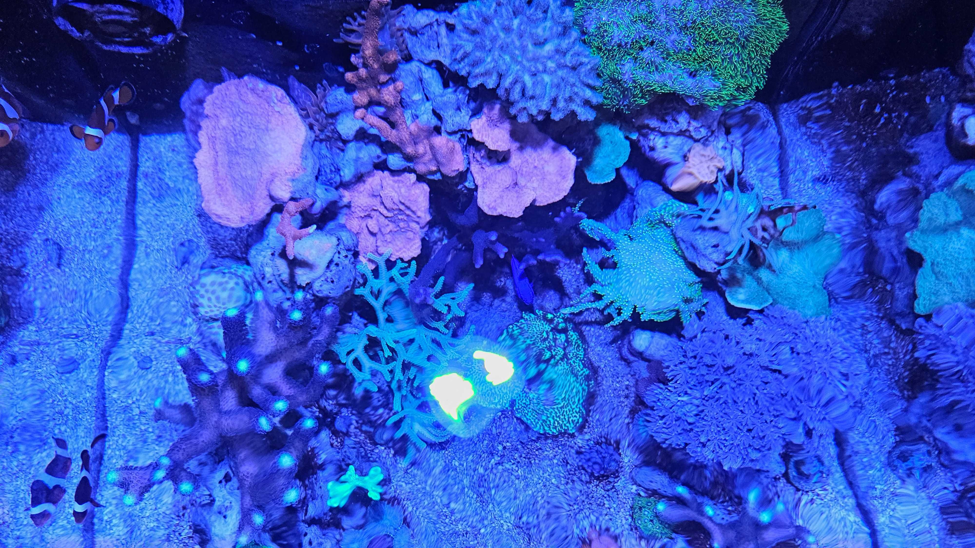 Acvariu marin de recif (nano reef) complet