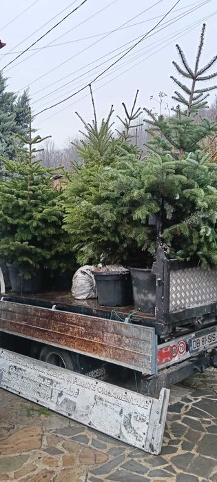 Brazi din pepinieră – tăiați în aceeași zi