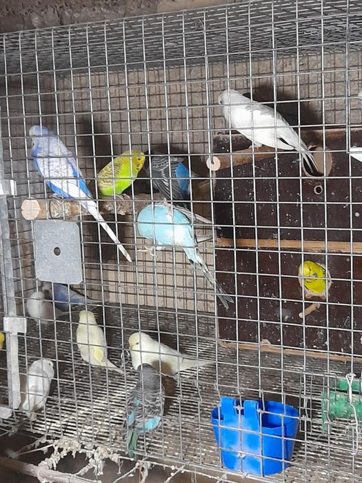 Peruși și rosella penant