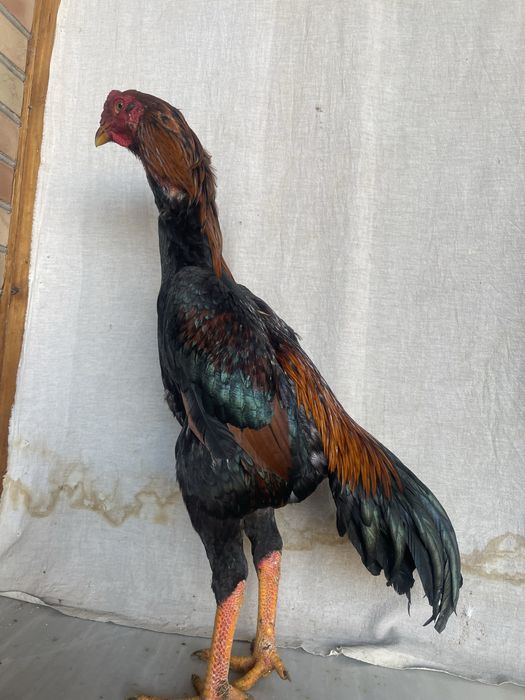 Yapon shamoga kares miks Tanachi narxi 900 ming