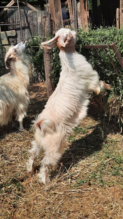 ‼️Vand ied ( țap )  20 lei/kg în viu‼️