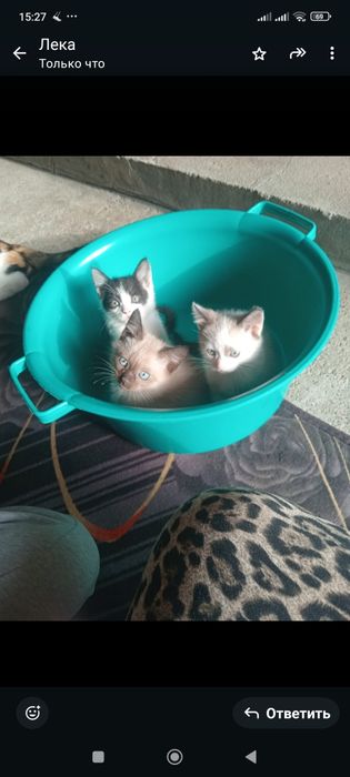 Котята в добрые руки