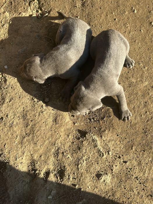 Последно мъжкарче