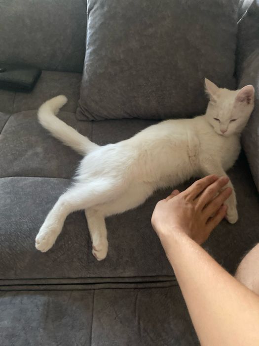 Кошка отдам в харошие руки