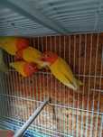 Papagali agapornis tineri