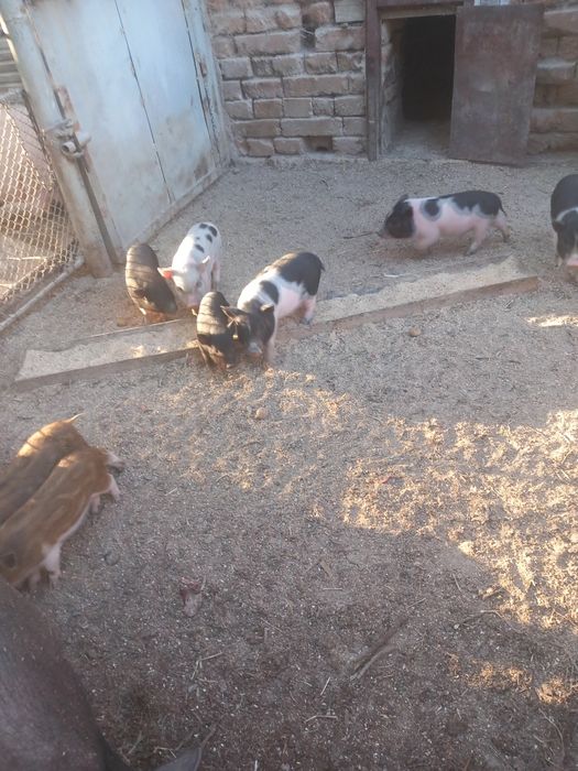 Виетнамски прасета на 3 месеца