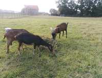 Capre alpine franceze